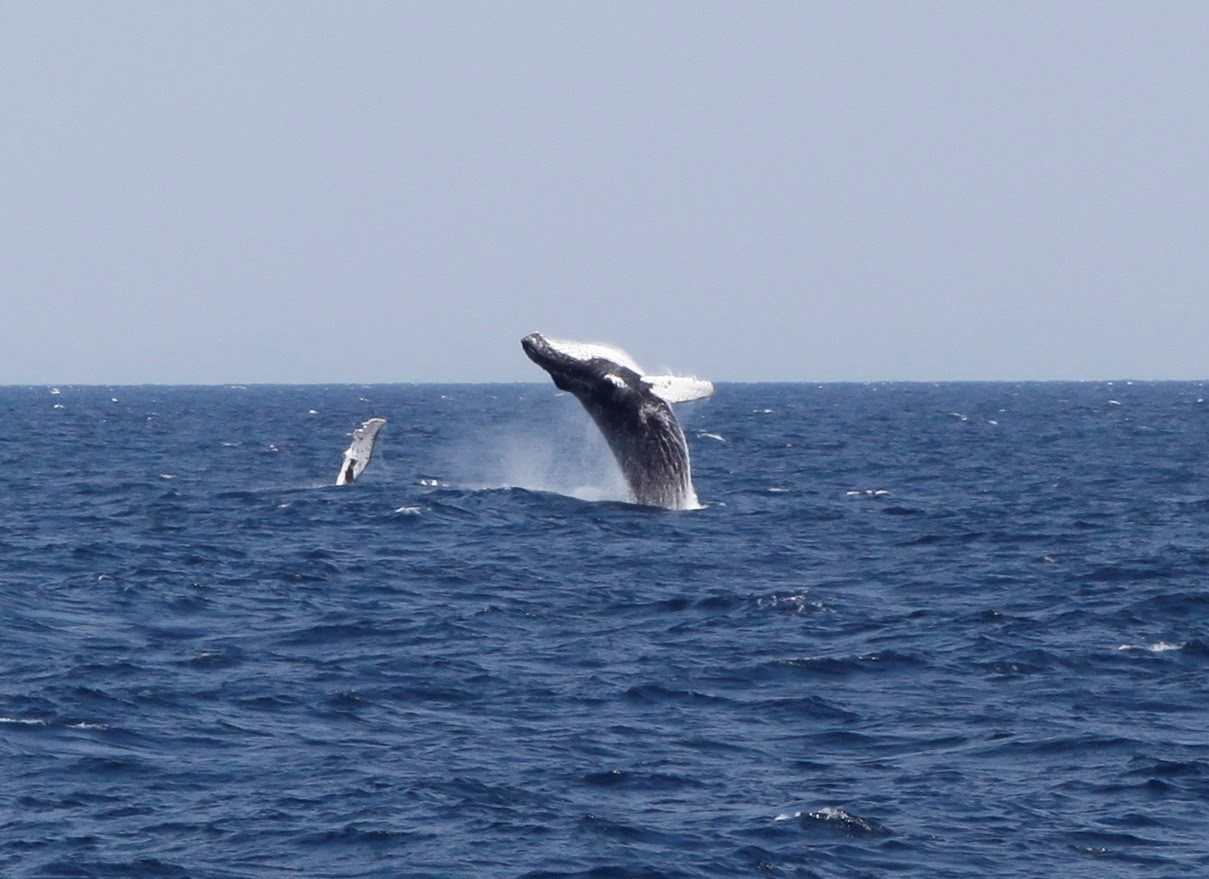 Equipos de oceanografía de Geomytsa